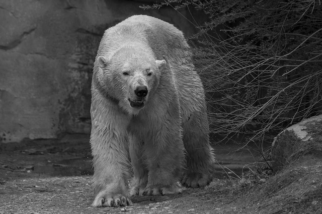 Eisbär Nanug