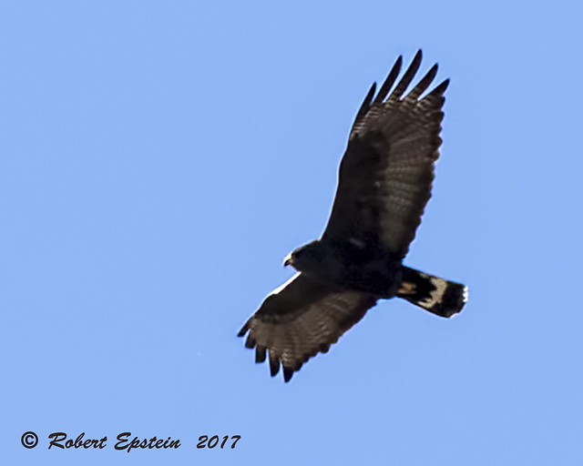Zone-tailed Hawk 2