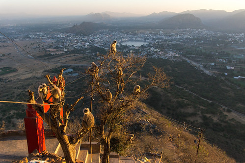 india pushkar pushkarlake savitritemple monkey stairs steps sunrise tree