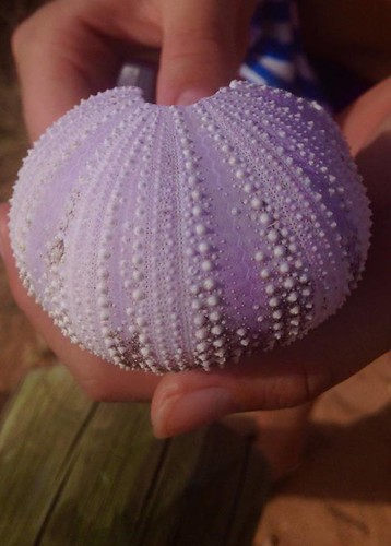 Shell | by chloesutton-stacey