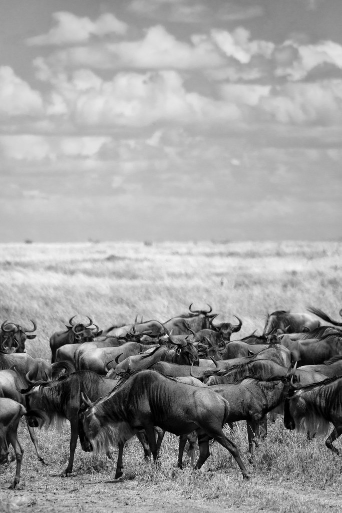 The Great Migration - Tanzania