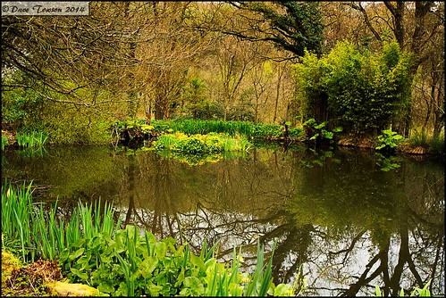 trees england plants lake water gardens reflections pond view devon society horticultural torrington rhs rosemoor waterscapes royalhorticulturalsociety greattorrington unlimitedphotos rosemoorgardens