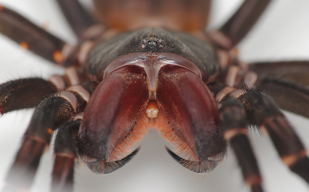 New species of wishbone spiders uncovered in field work