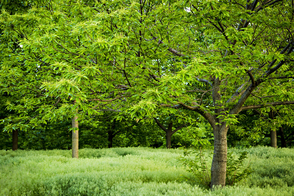 chestnut-grove-harc-0080-chestnut-groves-at-harc-late-spr-flickr