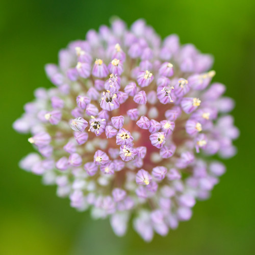 Explode | by alnicol2000