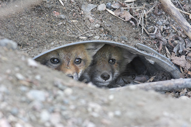 Shy at first, but not for long - Red Fox Kits, Eardley, Quebec