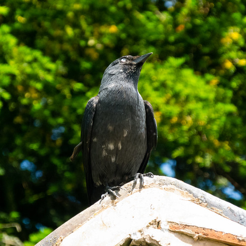 Young jackdaw after scraps