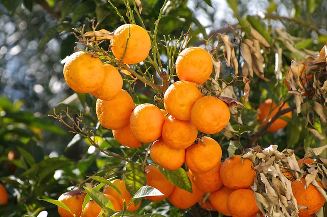 Arance amare | Bitter oranges