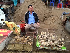 Man sells poultry in market, Vietnam
