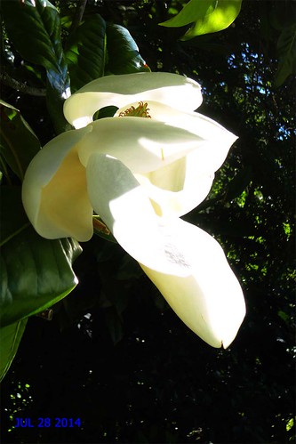Finnerty Gardens Magnolia sieboldii