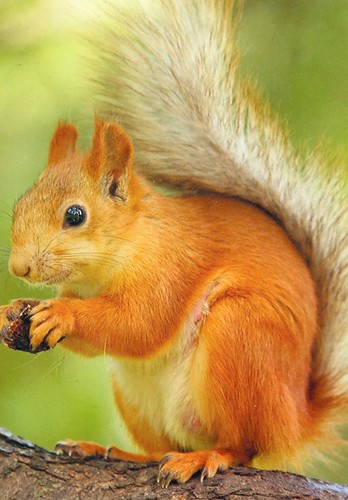 Squirrel | by Fjara.