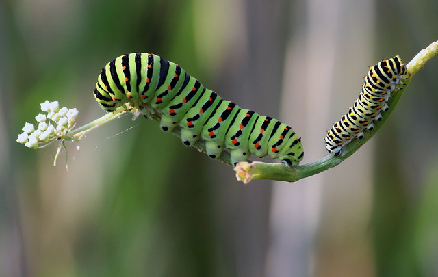 Swallowtail Caterpillars *EXPLORED 26th JuLy 2014*
