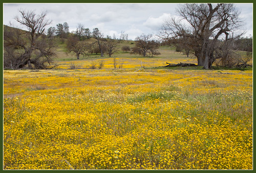 highway58 shellcreekroad tidytips goldfields tiltshift wildflower wildflowers santamargarita california unitedstates us
