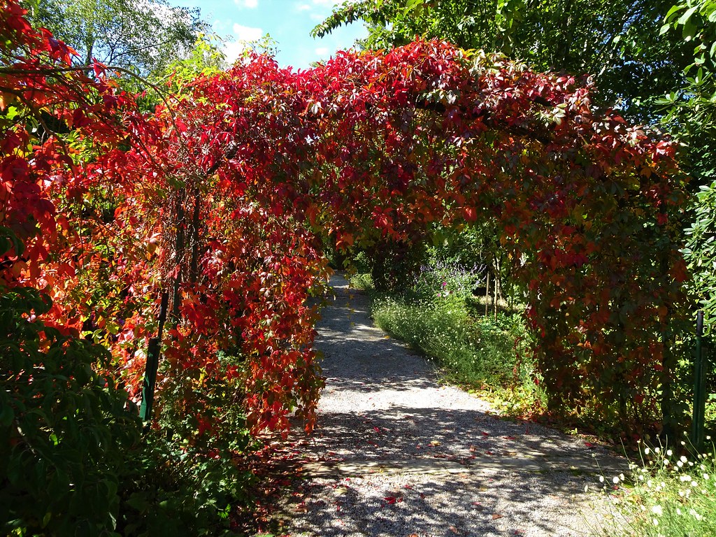 Mount Macedon. Tieve Tara garden.Virginia Creepr walk in autumn.