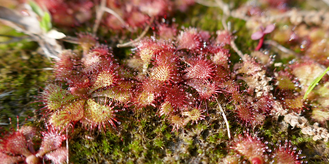 Drosera plants, enticing insects