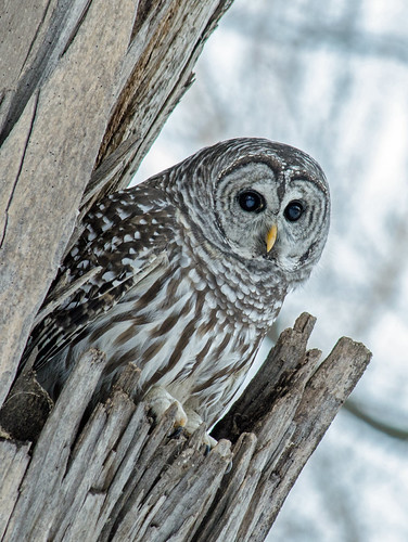 Owl 14 | by Christa R.