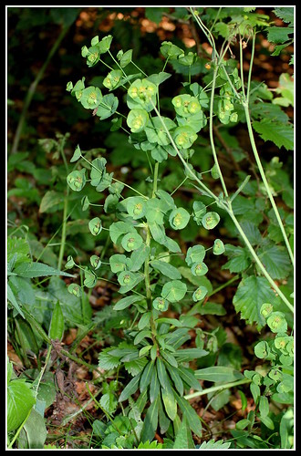 Euphorbia amygdaloides - euphorbe à feuilles d'amandier, euphorbe des bois 33983725392_b91e582f48