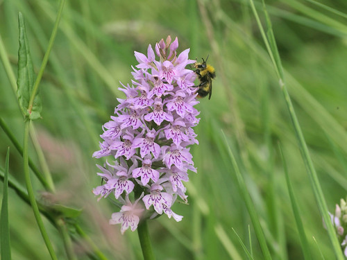 Wild Orchid | by i.helsby