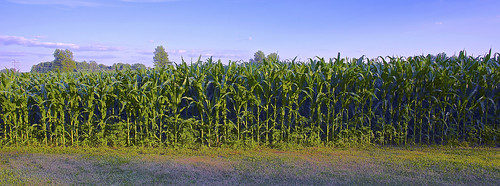 field corn indiana