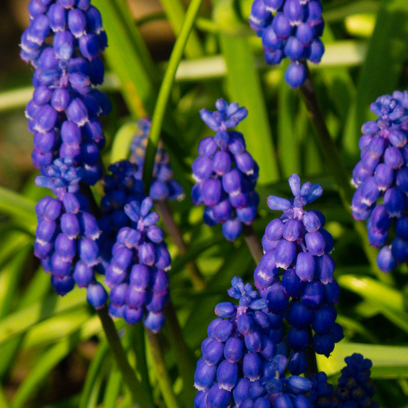 Grape hyacinths, en masse