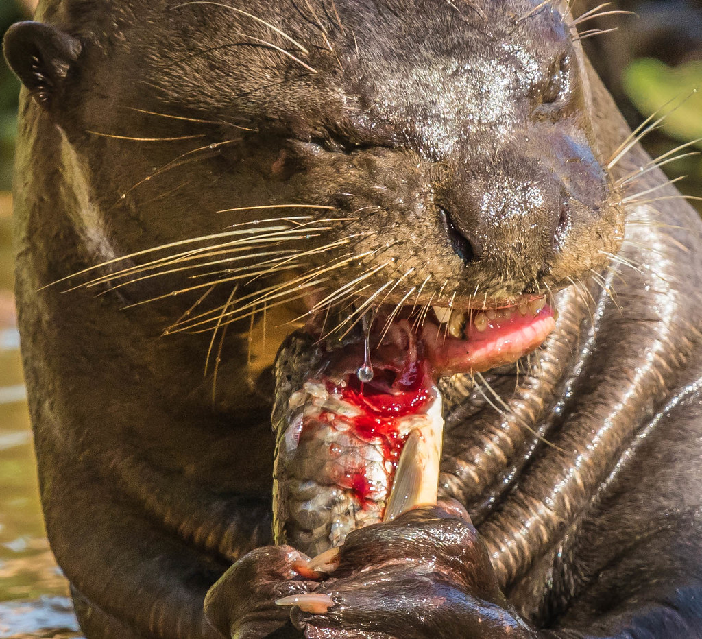 Giant Otter eats a fish in Mato Grosso, Brazil