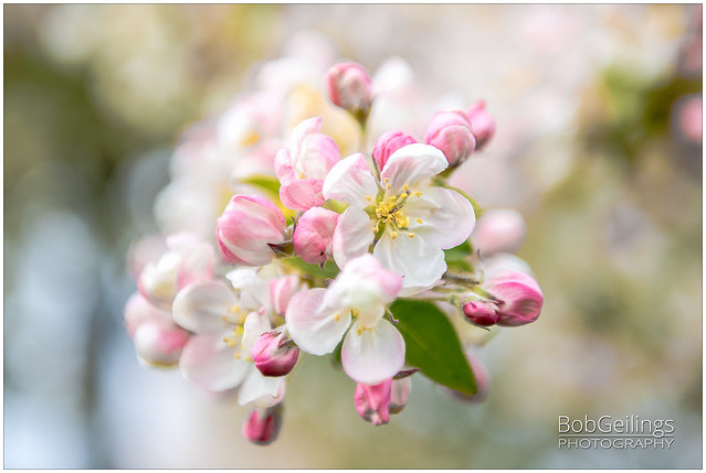 Apple Flower Blossom