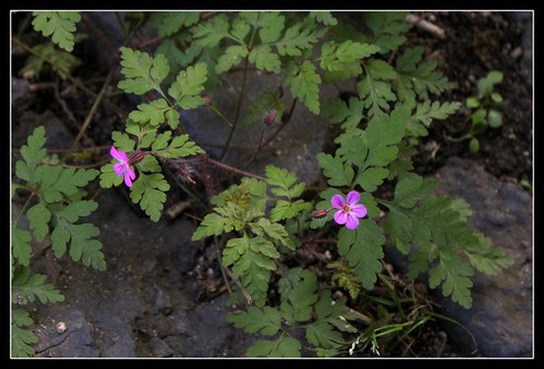 Geranium robertianum - herbe à Robert 34030184571_931eceeac4