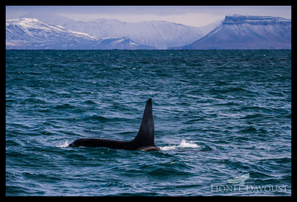 Orca in the fjord