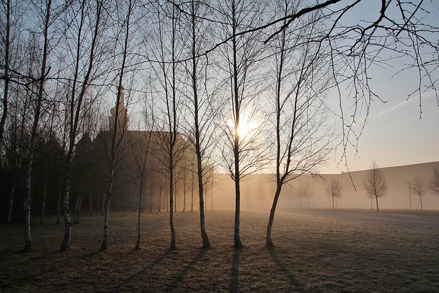 Morgennebel beim Schloss Hartheim