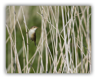 Reed Warbler | Taken in Jersey at the 