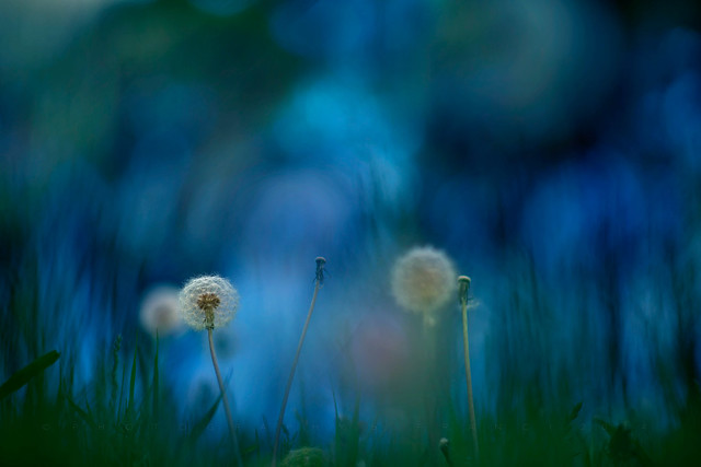 The Dawn of the Dandelions
