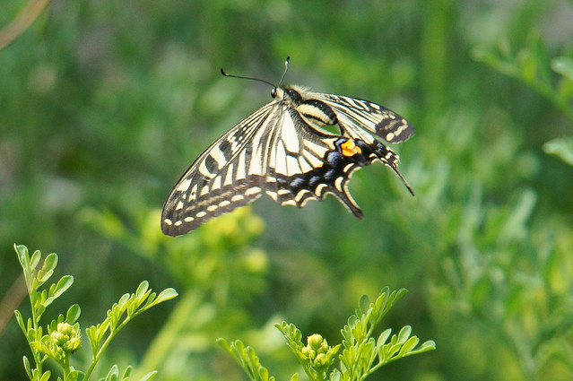 Butterfly in flight  (Asian swallowtail)