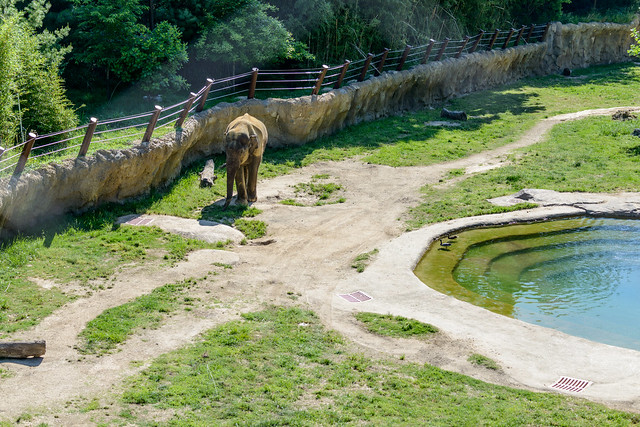 Elephants at National Zoo 2014.05.25 1.jpg