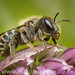 Blue Mason Bee (Osmia caerulescens)