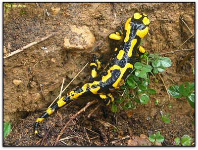 Salamandra, Sant Quirze Safaja (el Moianès, Catalunya)