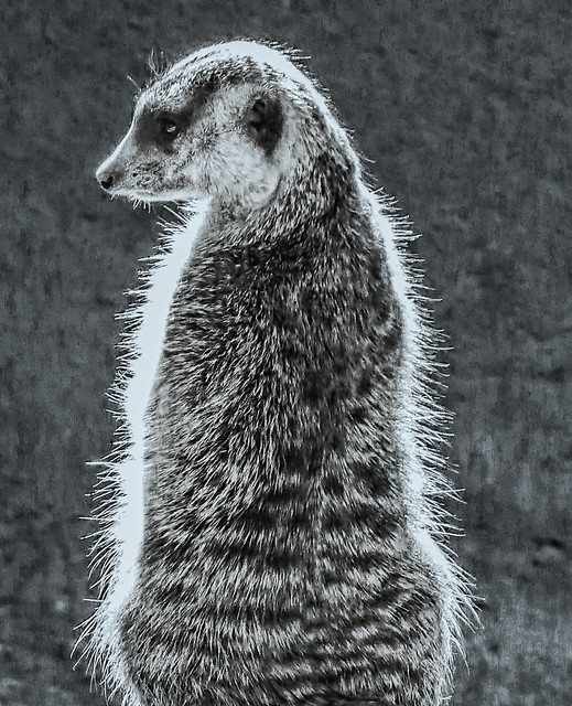 Meerkat - backlit duotone
