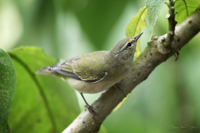 Tennessee Warbler on its Wintering Grounds