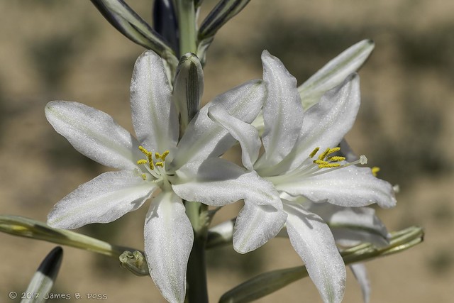 Desert Lily