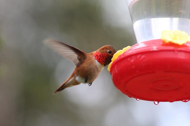 Hummingbird at the feeder.