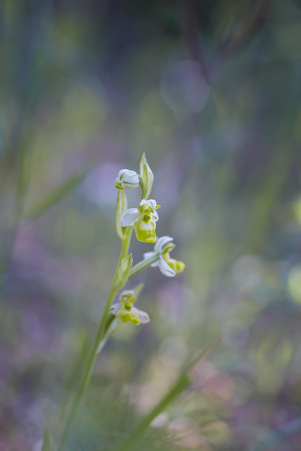 Ophrys annae f. chlorantha