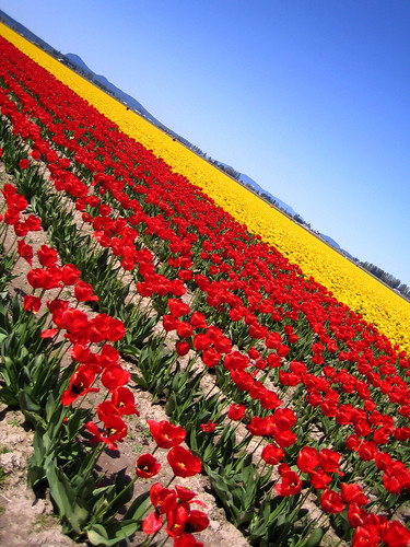 Tulip Fest 059_1 | by chantraporn