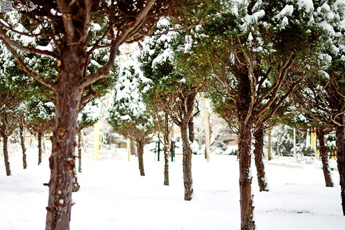 winter snow tree nature green snowing white cold landscape view garden perspective