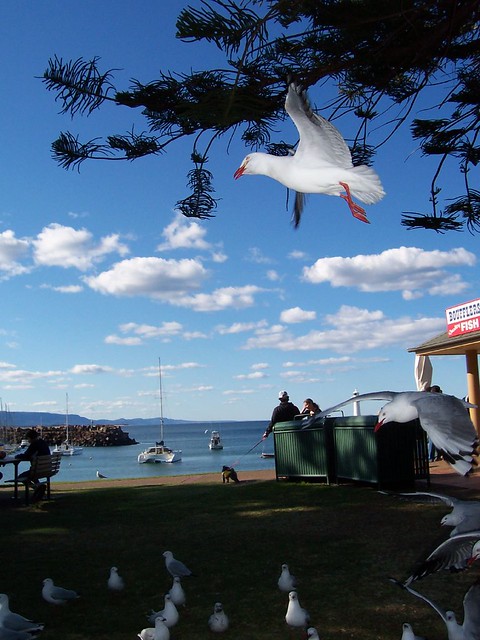 seagull in flight @ North Wollongong