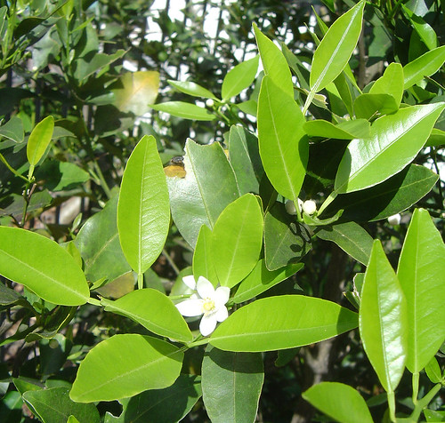DSC03353 Mandarin New Growth On The Madarin Tree Along W Flickr dsc03353-mandarin-new-growth-on-the-madarin-tree-along-w-flickr