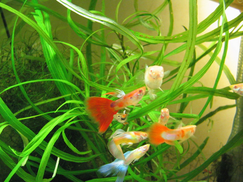 孔雀魚