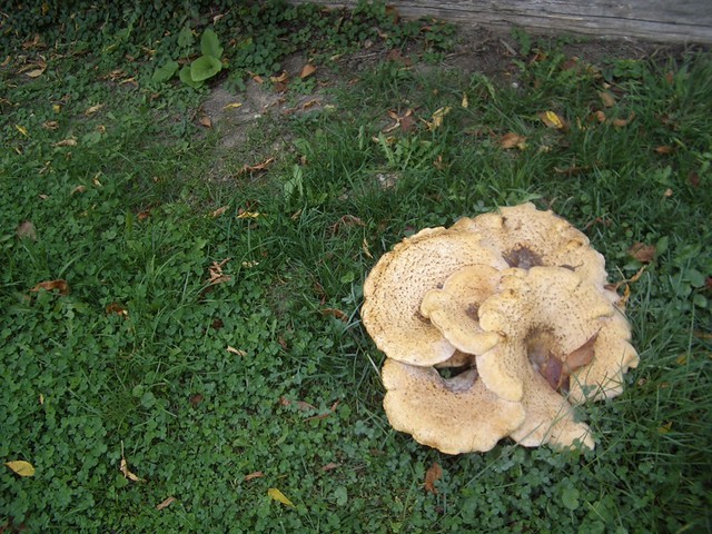 giant mushroom at the Ellingson's