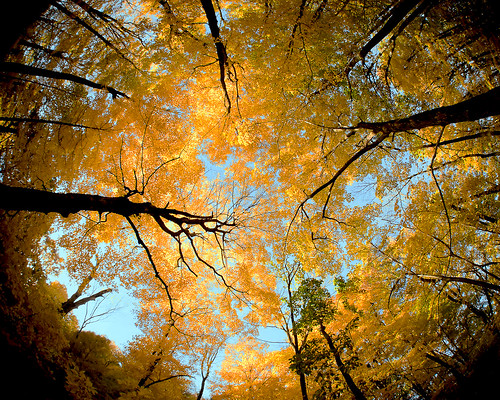 autumn trees light sky plant color colour art fall classic nature beautiful leaves yellow horizontal wisconsin forest dark landscape outdoors leaf maple woods branch moody view angle artistic branches fineart wide large frombelow autumnleaves lookingup fisheye autumncolors foliage fairy bark backgrounds change environment canopy vignette wi overhead mothernature treetop fisheyelens bluemounds uphigh mounthoreb stockphotography wideanglelens naturalresources colorimage danecounty ruralscene treecanopy beautyinnature wisconsinstatepark circularview nonurbanscene deciduoustree manytrees lushfoliage departmentof descriptivecolor directlybelow autumninwisconsin middleofthewoods autumnphotography toddklassy treecanopybed