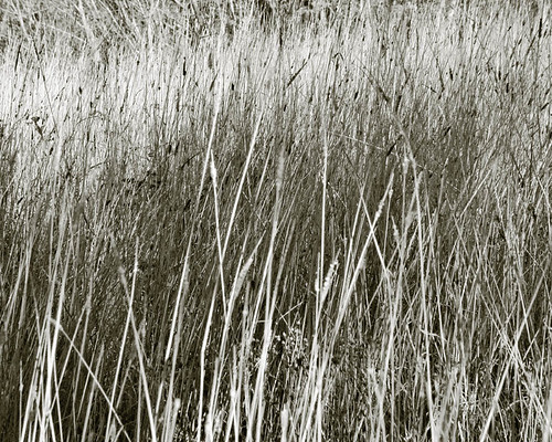 Fieldtop by eqqman, nature platinum monochrome field grass