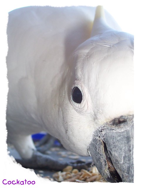wild cockatoo keeping an eye on you