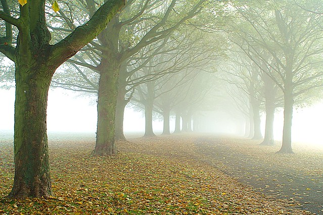 The  avenue in the fog